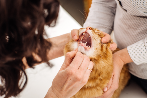 Veterinarian is examining the mouth of a cat in order to find the cause of the gingivitis.