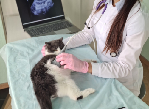 A cat with a consistent cough is examined by a veterinarian to see if he has heart failure.