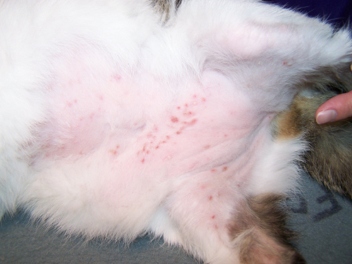 Irritated Skin on Your Cat’s Belly – How Do You Treat It?