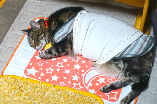 An abdominal bandage on the cat prevents it from licking the irritated skin on its abdomen.