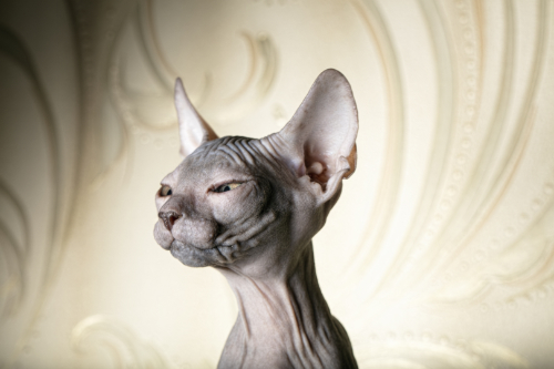 Your Cat Has a Bald Nose – Why Is This?