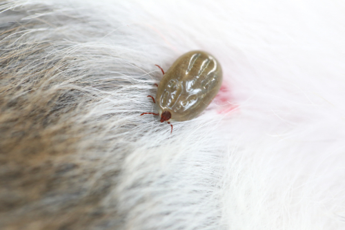 A tick on the belly of a cat can be mistaken for a lump on his belly.