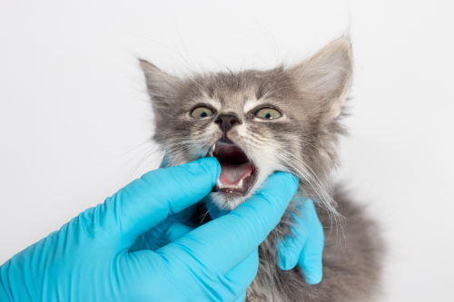 Kitten has a bad breath because he is exchanging his baby-teeth
