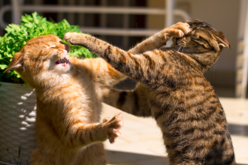 Two tomcats fight each other and hit each other on the nose. This creates a wound on their nose.