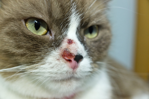 Your cat has a wound on his nose – How to treat it?