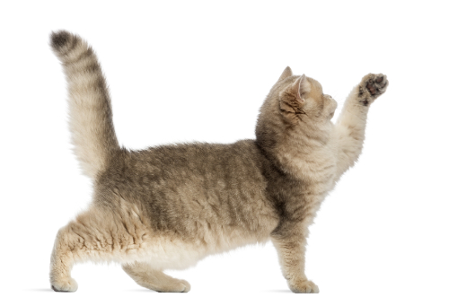 Side view of a cat with a lump on his belly.