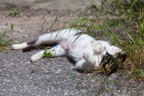 A stray cat is showing his belly that has a wound on it.