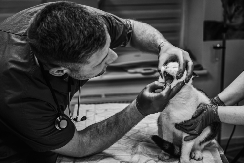 Veterinarian is examining the oral cavity of a cat with a bad breath in order to find the cause.