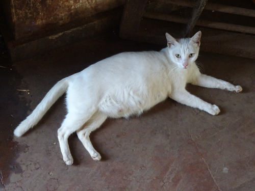A cat with a bloated belly due to pregnancy. Her nipples are also enlarged.