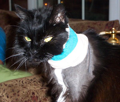 A cat with a bandage over a wound on his back.