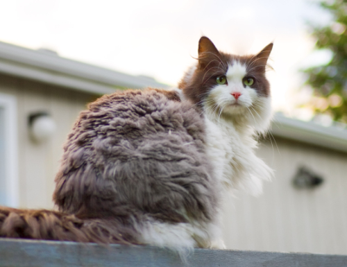 What problem did you notice on the back of your cat?