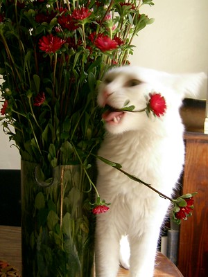 Cat is biting flowers and this causes throwing up due to toxins in the flowers.