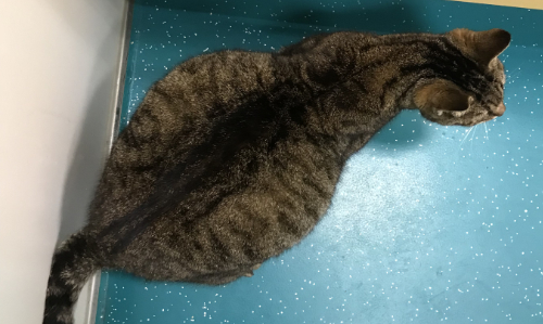 A cat with a bloated belly due to a liver tumor and fluid in his belly.