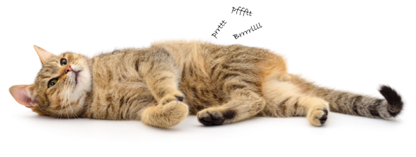 A gurgling sound from your cat’s belly – How to fix it?