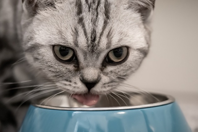 Special food is sometimes necessary to prevent prolonged vomiting in a cat.