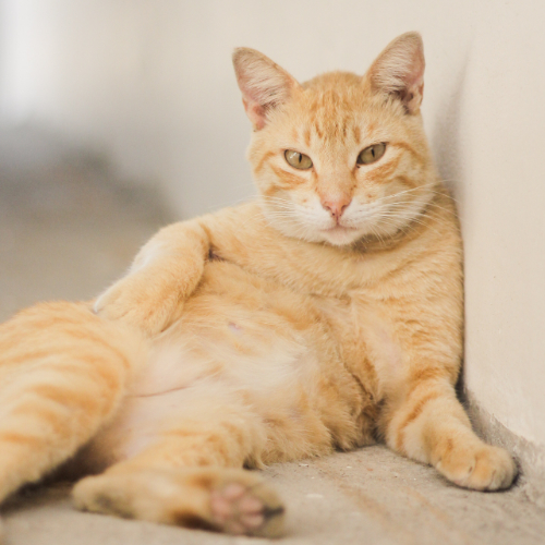 A Bald Belly In Your Cat – What Can You Do About This Yourself?