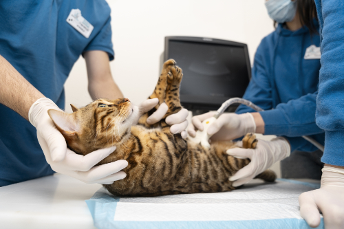 An ultrasound is performed to examine this cat's liver.