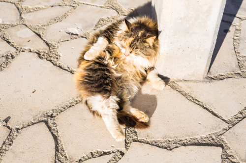 Your Cat Has Scabs and Scales On Its Belly – How To Fix It