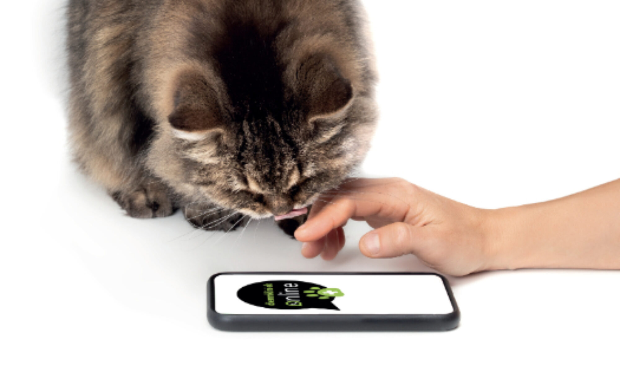 Your Cat Has Something In Its Throat How To Fix It?