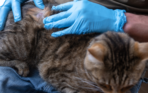 Your cat has a painful bump on his back – What could it be?