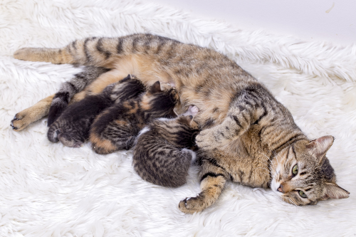 Mom cat producing milk for her kittens to grow up.
