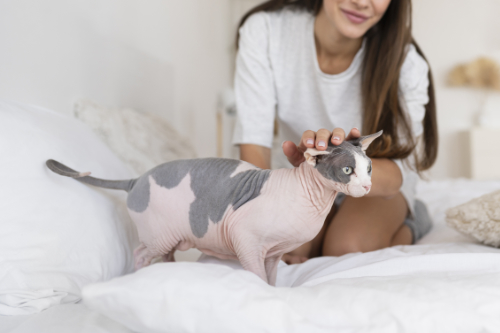 Colored spots on the skin of a Sphynx cat are highly visible due to the absence of fur growth.