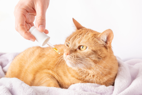 Medicine is given to a nauseated cat