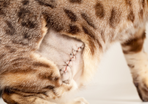 Wound on the back of a cat. It was too big to treat at home so it was stitched up by a veterinarian.