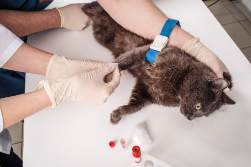 Some blood is taken from this cat with jaundice to determine the cause.
