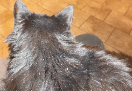 A cat with severe dandruff in his coat due to the walking dandruff mite Cheyletiella