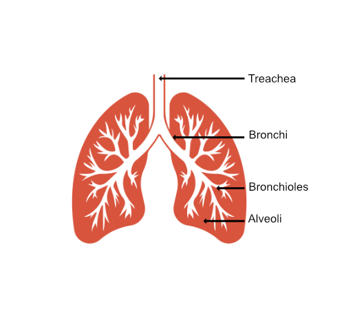 Schematic drawing of lungs