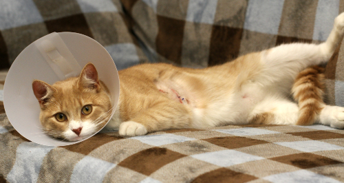 A Wound on Your Cat’s Chest – How Do You Treat It?