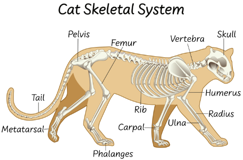 Schematic drawing of a cat skeleton so you can clearly see where the bone might be sticking out on a cat's chest.