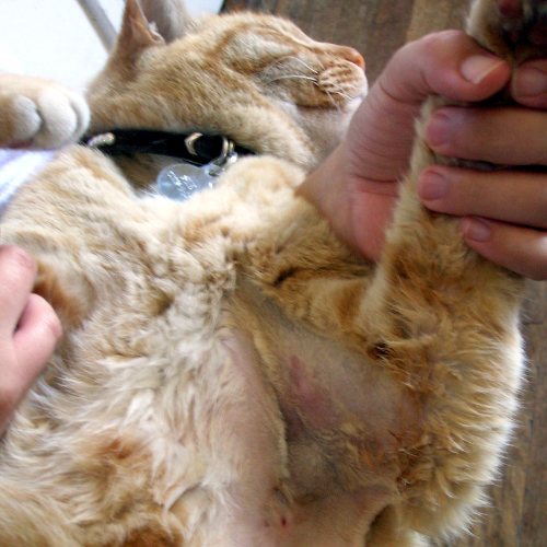 A lump on your cat’s chest – What could this be?