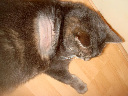 A bald spot with a red inflamed skin underneath on the chest of a cat.