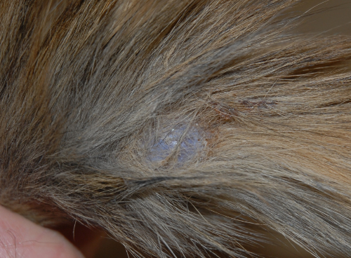 a cyst as a non-painful bump on your cat's back looks a bit blue-grey.