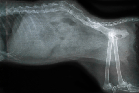 A poorly healed fracture in a cat's spine