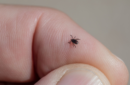 A small tick before it will adhese to a cat