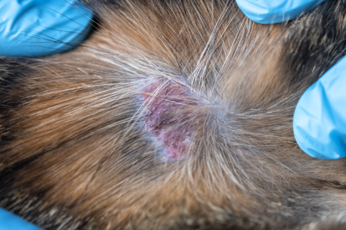 How do you treat a red, inflamed skin on your cat’s chest?