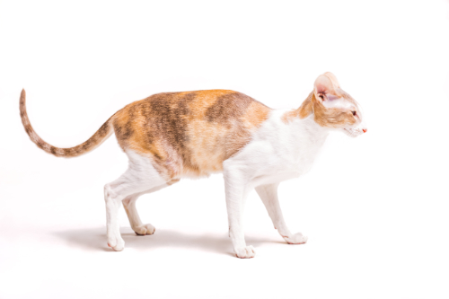 Cat with abdominal pain walks with an arched back.