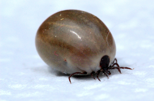 A blown up tick after he has decided he had sucked enough blood.