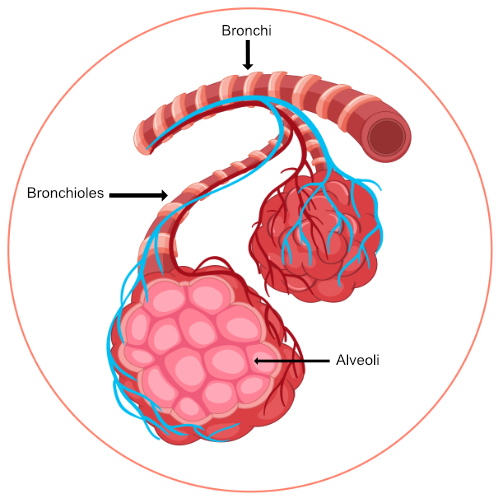 Schematic representation of an alveoli with its blood vessels around it.