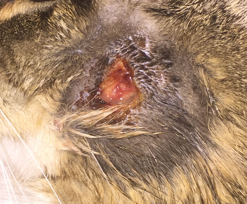 an infected wound will stay wet and pus can be seen on top.