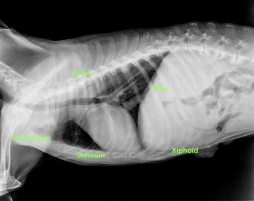 Your cat has a bone sticking out of his chest – How bad is that?