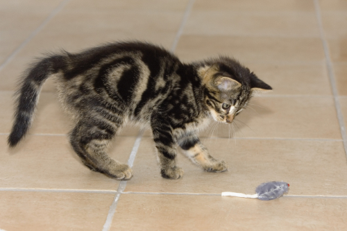 Young cat has an arched back because he is playing with a toy mouse.