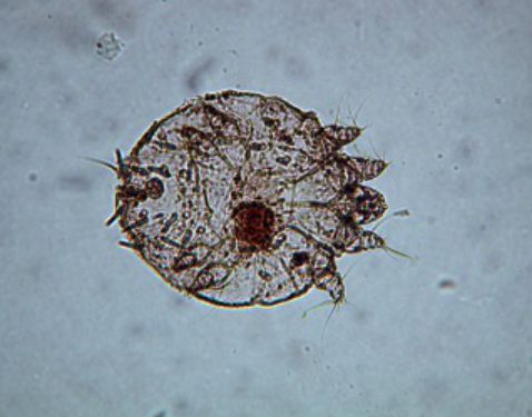 Sarcoptes scabie is a mite that can cause baldness on a cat's chest.