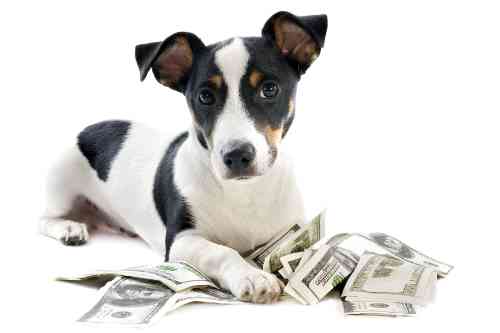 Dog is lying on top of a pile of money
