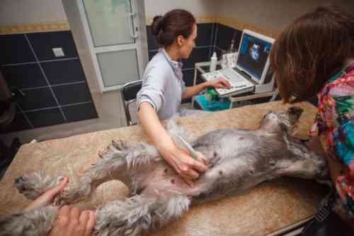 A veterinarian is making an ultrasound of the belly of a dog