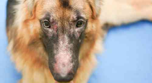 Dog with an allergic skin reaction needs to be treated by a veterinarian soon. 