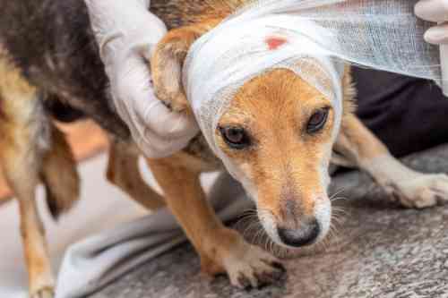 Dog with a wound on its head is being treated by a veterinarian